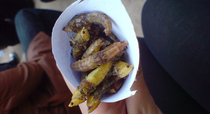 Deepfried Grasshoppers